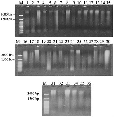 Study of Meat Species Adulteration in Indonesian Commercial Beef Meatballs Related to Halal Law Implementation
